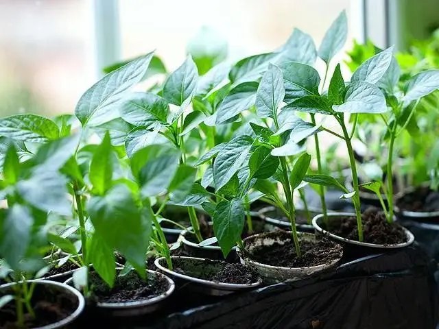 розсада, розсада квітів, розсада овочів, які культури можна сіяти на розсаду в січні