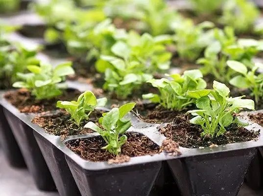 розсада, розсада квітів, розсада овочів, які культури можна сіяти на розсаду в січні