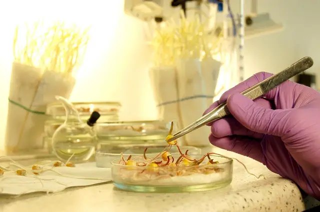 Перевірка якості насіння за допомогою води. насіння, якість насіннєвого матеріалу, перевірка насіннєвого матеріалу, тест на схожість насіння