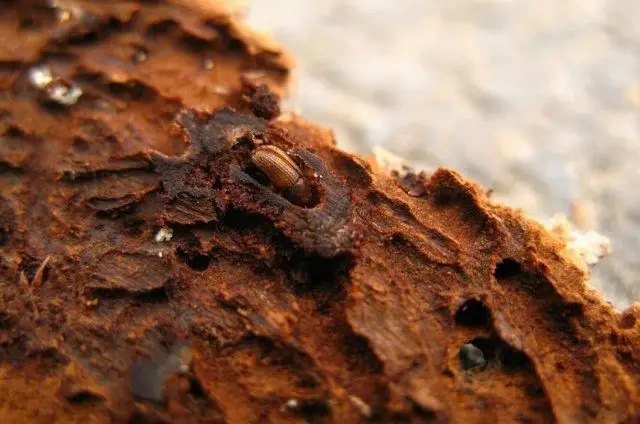 шкідники, стовбурові шкідники, стовбурові шкідники плодових дерев, види стовбурових шкідників