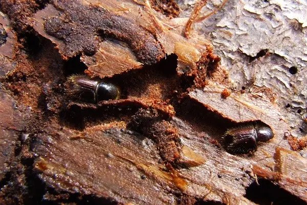 шкідники, стовбурові шкідники, стовбурові шкідники плодових дерев, види стовбурових шкідників