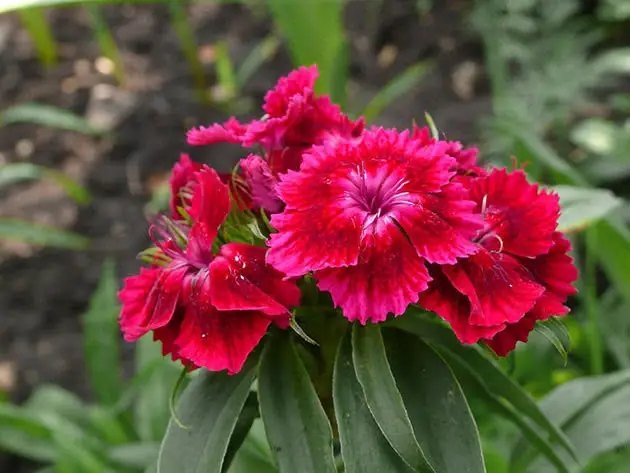 квіти, 10 видів квітів, квіти, які варто сіяти в січні, які квіти краще садити в січні