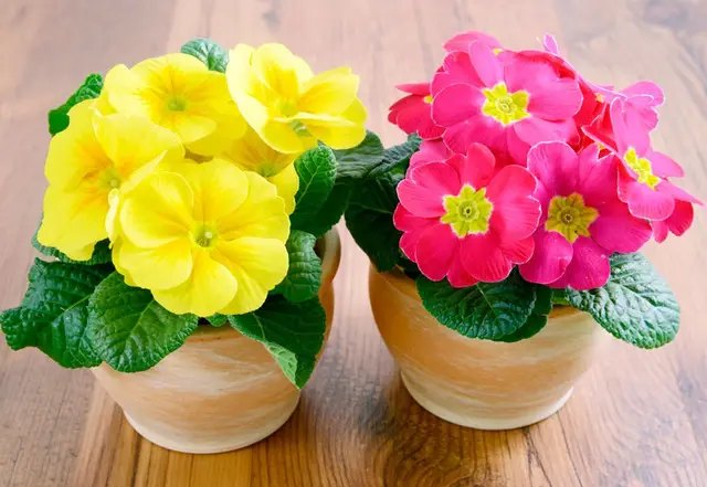 квіти, 10 видів квітів, квіти, які варто сіяти в січні, які квіти краще садити в січні