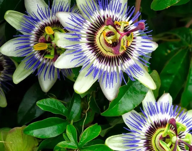 квіти, 10 видів квітів, квіти, які варто сіяти в січні, які квіти краще садити в січні