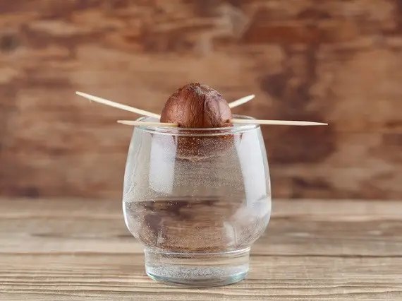 авокадо, вирощування авокадо, вирощування авокадо у домашніх умовах, як виростити авокадо у домашніх умовах