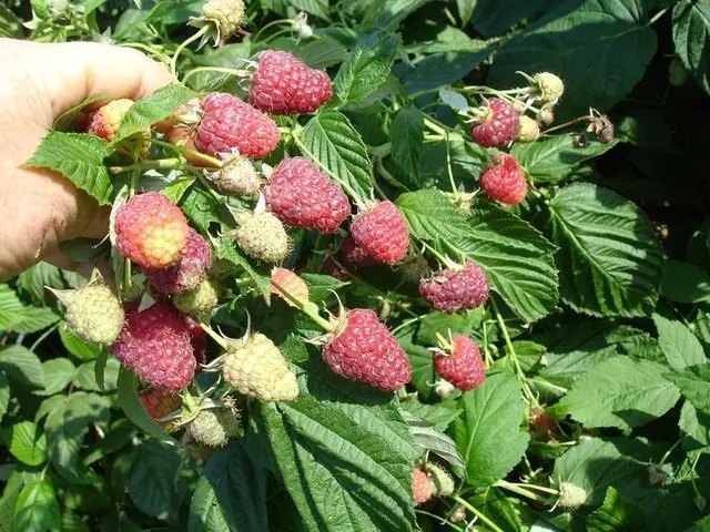 Ремонтантна малина сорт Джоан Джей малина, ремонтантна малина, сорти ремонтантної малини, найкращі сорти ремонтантної малини