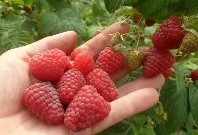 Ремонтантна малина сорт Зюгана малина, ремонтантна малина, сорти ремонтантної малини, найкращі сорти ремонтантної малини