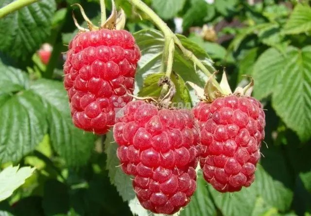 Ремонтантна малина сорт Херітейдж малина, ремонтантна малина, сорти ремонтантної малини, найкращі сорти ремонтантної малини