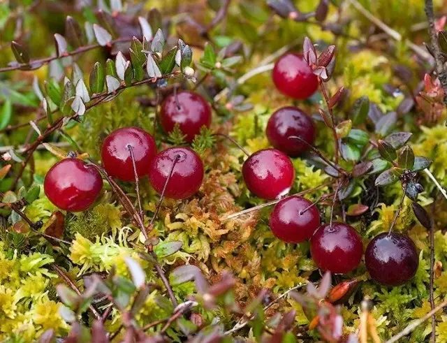 журавлина, сорти журавлини, топ 5 сортів журавлини, кращі сорти журавлини по версії Кліома