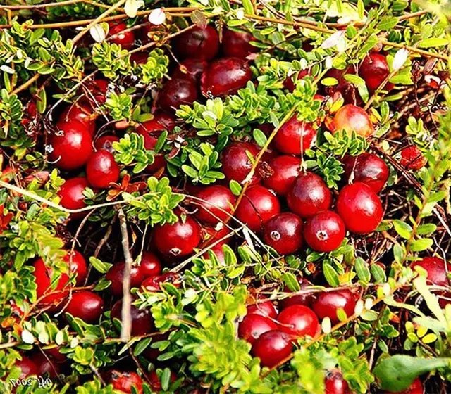 журавлина, сорти журавлини, топ 5 сортів журавлини, кращі сорти журавлини по версії Кліома