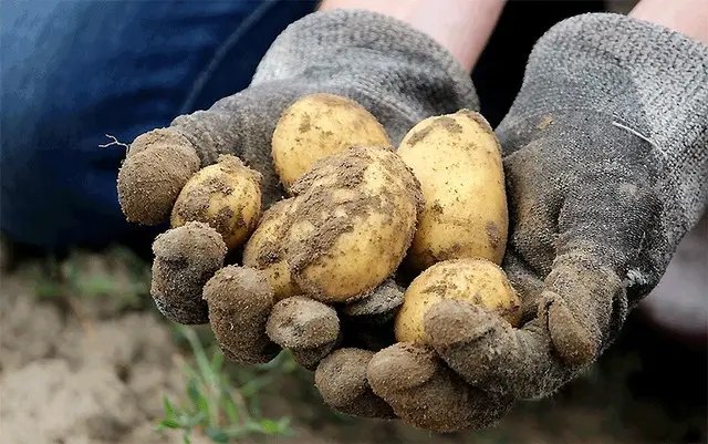 календар, місячний календар садівника та городника, місячний календар садівника та городника на лютий 2023 року