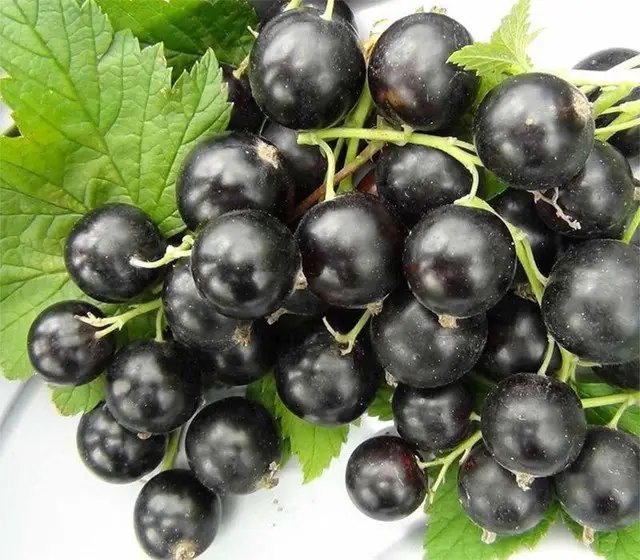 смородина, чорна смородина, найкращі сорти чорної смородини, найкращі сорти чорної смородини за версією Кліома Сервіс