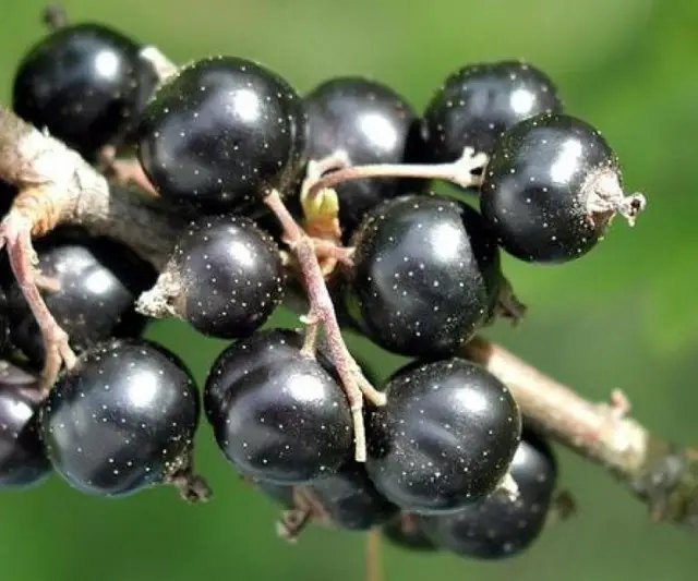 смородина, чорна смородина, найкращі сорти чорної смородини, найкращі сорти чорної смородини за версією Кліома Сервіс