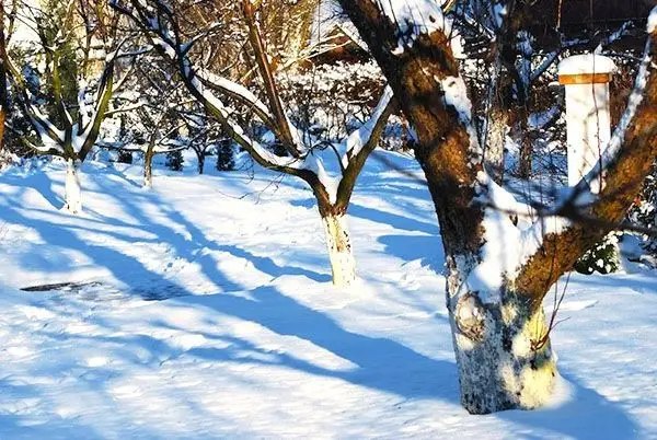 дерева, обрізка дерев, обрізка дерев взимку, особливості обрізки дерев взимку, нюанси процедури обрізки дерев взимку
