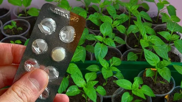 Использование аспирина для проращивания семян. аспирин, использование аспирина, использование аспирина при выращивании рассады, использование аспирина для подкорневой подкормки