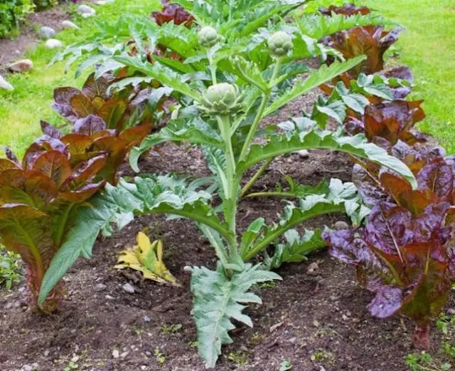 советы, артишок, выращивание артишока, как правильно выращивать артишок, советы по выращиванию артишока