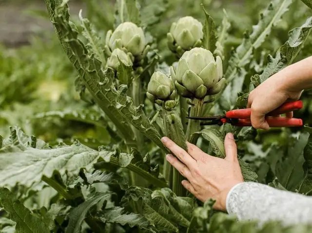 Чим корисний артишок? Праивльна посадка та догляд за артишоком поради, артишок, вирощування артишоку, як правильно вирощувати артишок, поради щодо вирощування артишоку