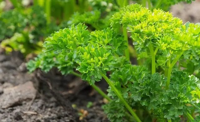 календар, місячний календар, місячний календар городника, місячний календар садівника, місячний календар на березень 2023 року