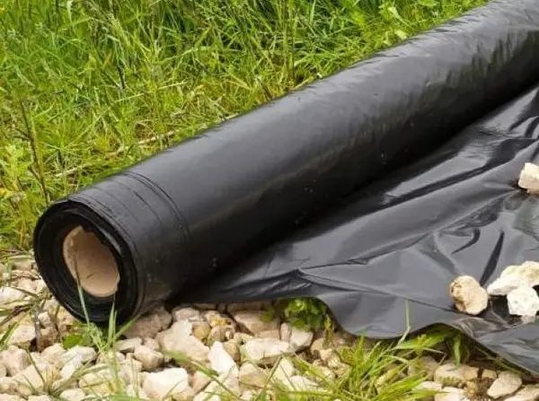 полуниця, посадка полуниці, посадка полуниці під агроволокно, особливості посадки під агроволокно