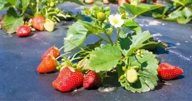 плівка, мульчуюча плівка, використання мульчуючої плівки, мульчуюча плівка для полуниці, мульчуюча плівка для огірків, мульчуюча плівка для помідорів