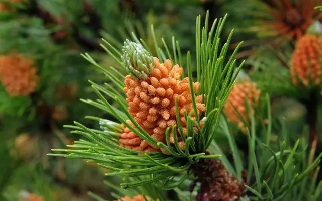 використання сосни, використання ялини, використання ялиці, цілющі властивості сосни, ялини та ялиці, використання їх у медицині