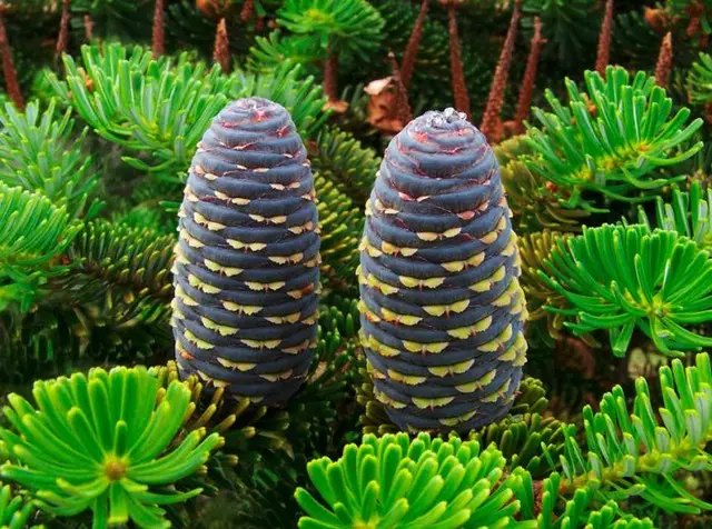 використання сосни, використання ялини, використання ялиці, цілющі властивості сосни, ялини та ялиці, використання їх у медицині