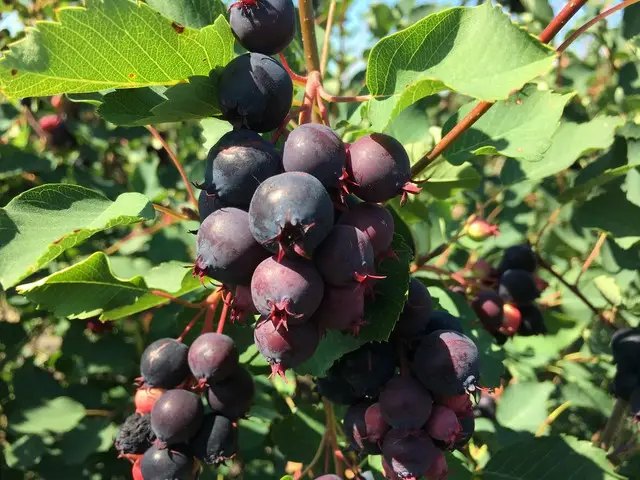 ірга, вирощування ірги, сорти ірги, найкращі сорти ірги, найкращі сорти ірги за версією Кліома Сервіс