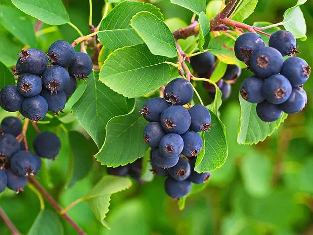 Ірга сорт Thiessen ірга, вирощування ірги, сорти ірги, найкращі сорти ірги, найкращі сорти ірги за версією Кліома Сервіс