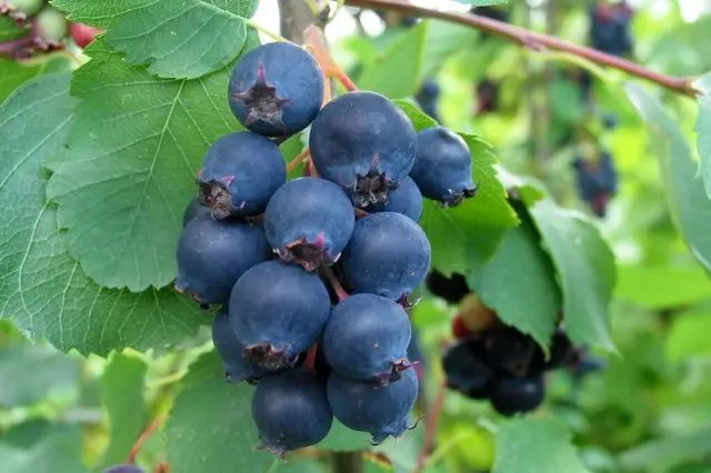 Ірга сорт Мартін ірга, вирощування ірги, сорти ірги, найкращі сорти ірги, найкращі сорти ірги за версією Кліома Сервіс