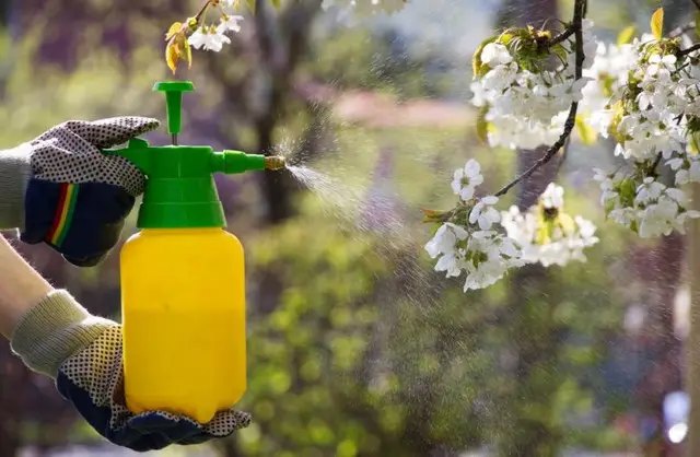 вишня, обрізка вишні, догляд за вишнею, догляд за вишнею навесні, полив вишні, підживлення вишні, захист вишні від морозів
