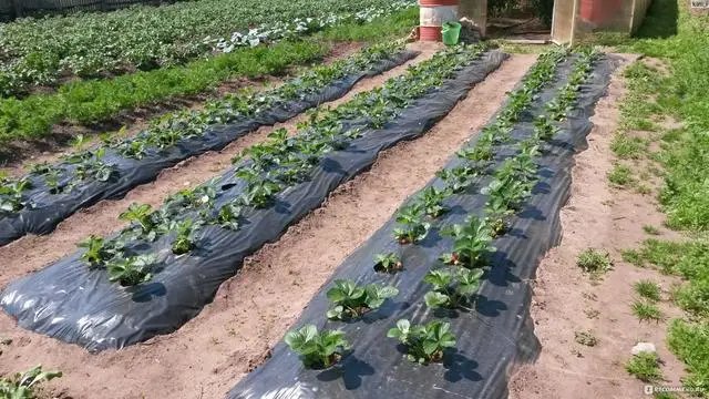 полуниця, посадка полуниці, посадка полуниці під агроволокно, особливості посадки під агроволокно