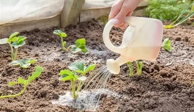 полуниця, розсада полуниці, посадка насіння полуниці на розсаду, посадка розсади полуниці у грунт, вирощування розсади полуниці