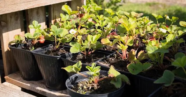 полуниця, розсада полуниці, посадка насіння полуниці на розсаду, посадка розсади полуниці у грунт, вирощування розсади полуниці