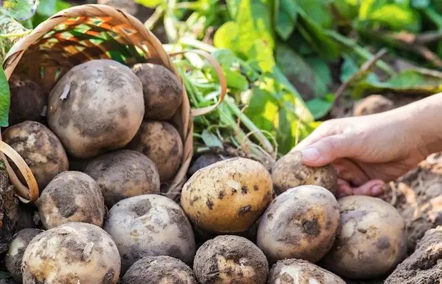 картопля, обробка картоплі, посадка картоплі, обробка картоплі перед посадкою