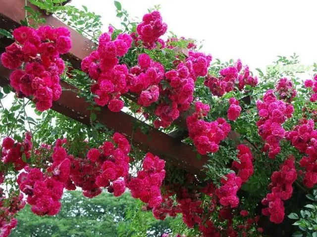 троянда, плетиста троянда, посадка троянди, посадка плетистої троянди, посадка плетистої троянди у відкритий грунт, посадка плетистої троянди навесні