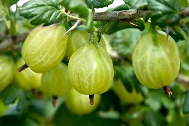 агрус, вирощування агрусу, сорти агрусу, найкращі сорти агрусу, топ 5 найкращих сортів агрусу