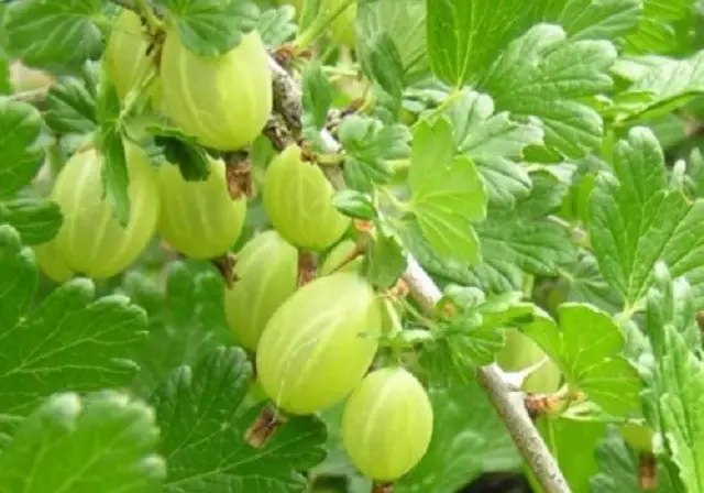 агрус, вирощування агрусу, сорти агрусу, найкращі сорти агрусу, топ 5 найкращих сортів агрусу