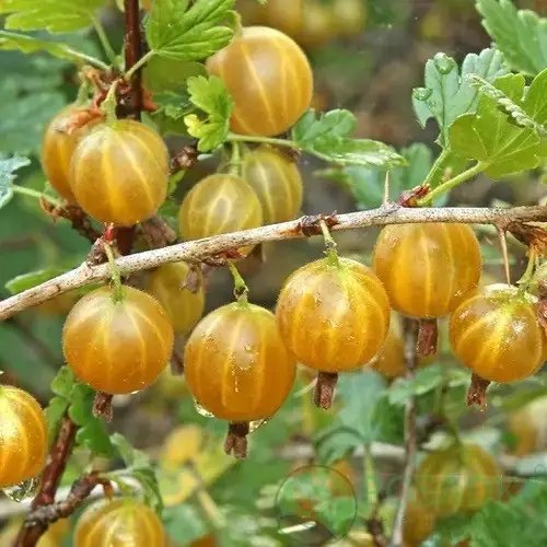 агрус, вирощування агрусу, сорти агрусу, найкращі сорти агрусу, топ 5 найкращих сортів агрусу