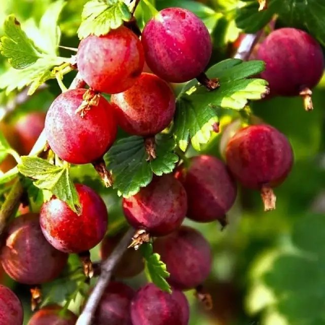 агрус, вирощування агрусу, сорти агрусу, найкращі сорти агрусу, топ 5 найкращих сортів агрусу