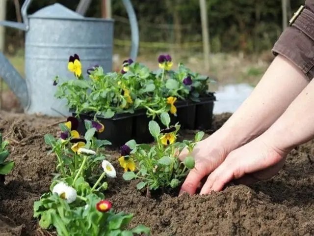 календар, місячний календар, місячний календар садівника, місячний календар городника, місячний календар на квітень 2023 року