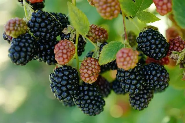 ожина, сорти ожини, посадка ожини, посадка ожини у саду, посадка ожини у саду цієї весни, які сорти ожини найкраще посадити у саду