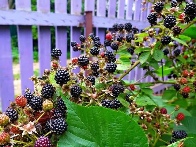 Ожина сорт Baby Cakes ожина, сорти ожини, посадка ожини, посадка ожини у саду, посадка ожини у саду цієї весни, які сорти ожини найкраще посадити у саду