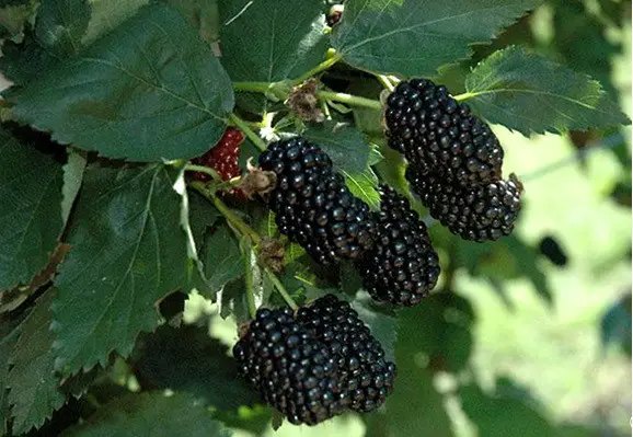 Ожина сорт Прайм Арк Фрідом ожина, сорти ожини, посадка ожини, посадка ожини у саду, посадка ожини у саду цієї весни, які сорти ожини найкраще посадити у саду