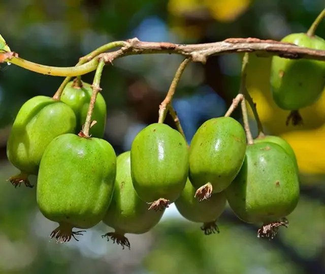 актинідія, актинідія аргута, вирощування актинідії, сорти актинідії, посадка актинідії, підживлення актинідії, обрізка актинідії, особливості вирощування актинідії
