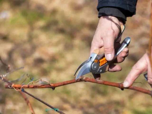 актинідія, актинідія аргута, вирощування актинідії, сорти актинідії, посадка актинідії, підживлення актинідії, обрізка актинідії, особливості вирощування актинідії