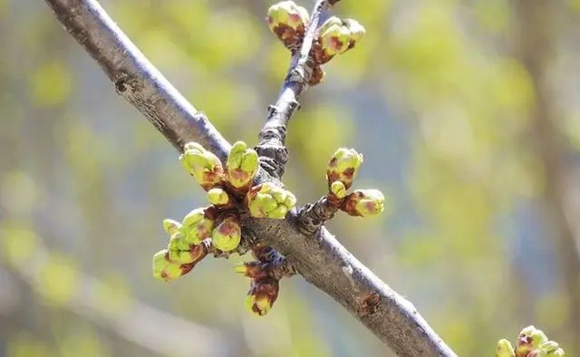 Друге обприскування саду потрібно проводити коли бруньки вже пішли в рух. обробка, профілактична обробка, обробка саду весною, профілактична обробка саду навесні, чотири основні обробки саду навесні