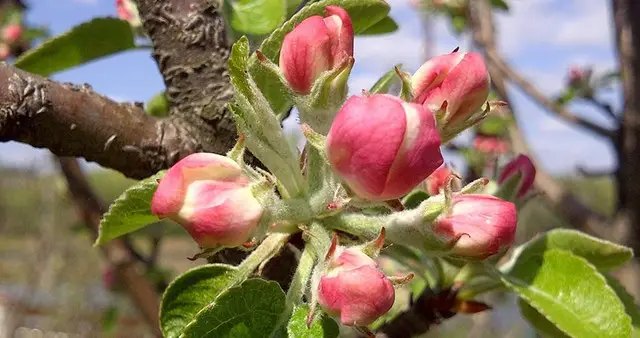 Третю обробку саду проводять коли з'являється рожевий бутон. обробка, профілактична обробка, обробка саду весною, профілактична обробка саду навесні, чотири основні обробки саду навесні