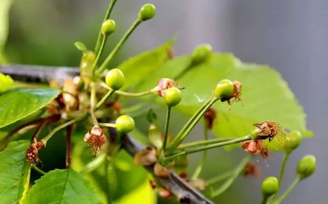 Четверту обробку саду проводять коли відцвітають дерева. обробка, профілактична обробка, обробка саду весною, профілактична обробка саду навесні, чотири основні обробки саду навесні