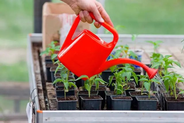 розсада, вирощування розсади, витягнулась розсада, чому витягнулась розсада, як уникнути витягування розсади