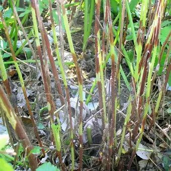 хвороби малини, хвороби малини лікування